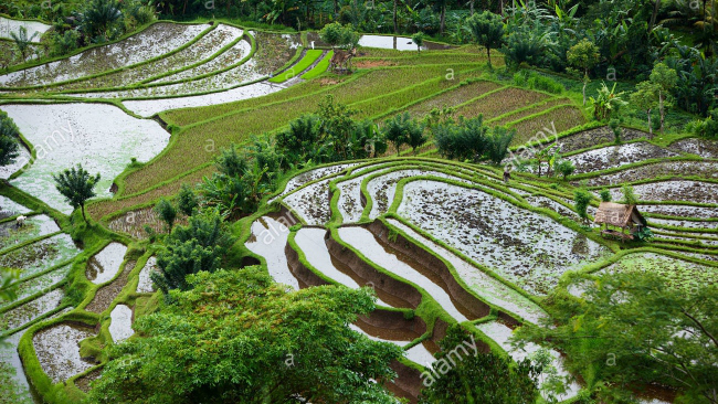rice-terraces-nr-tirtagangga-bali-indonesia-BCP20F.jpg