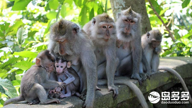 batch_Monkey-family-with-babies-in-the-Sacred-Monkey-Forest.jpg